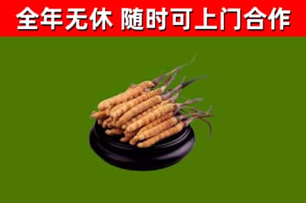 浦口回收散虫草